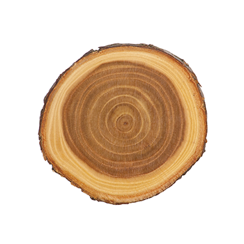 Tree Slice 9"